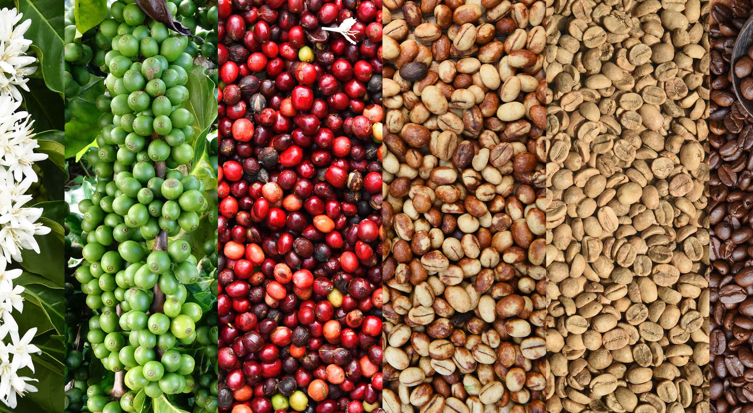 Coffee in stages of processing