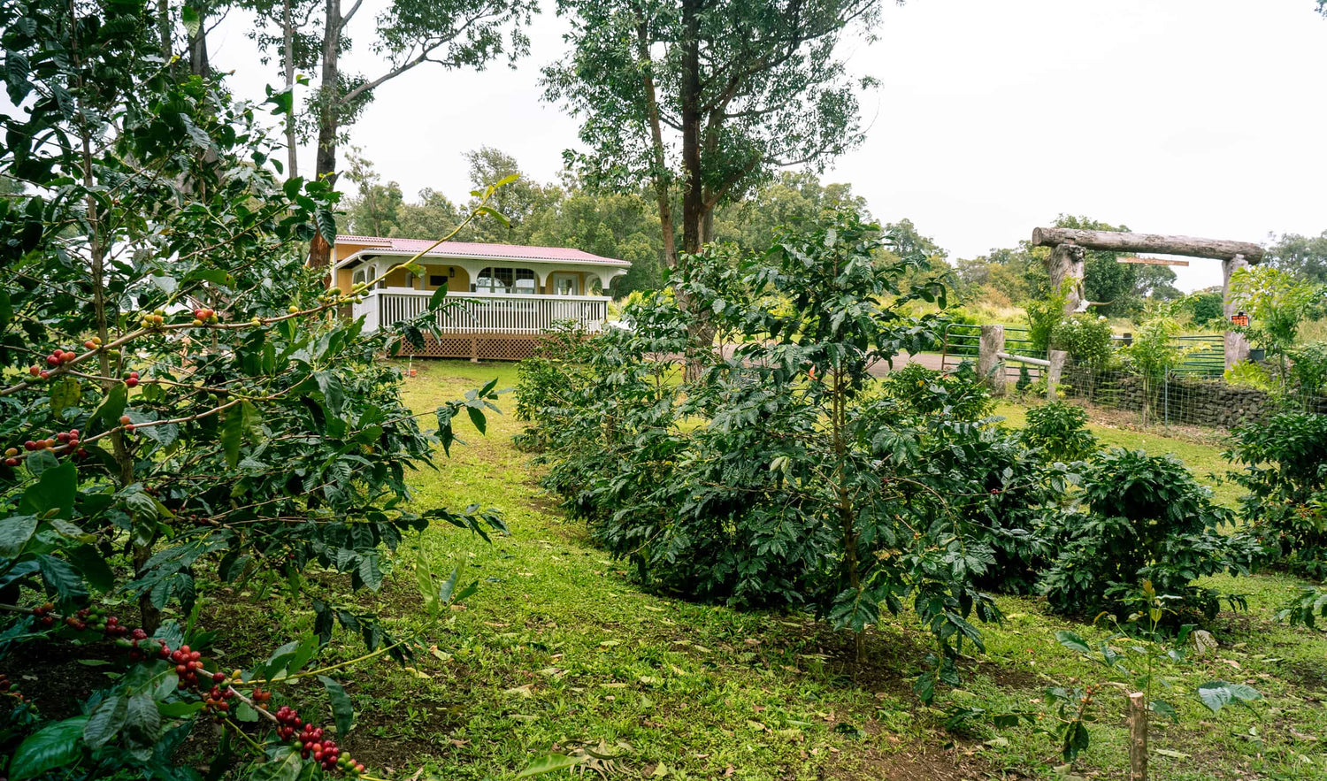 Mirandaʻs Farms Coffee Shop in Kau