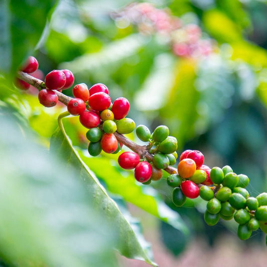 Ripe Kaʻū coffee cherries on the branch at Miranda's Farms